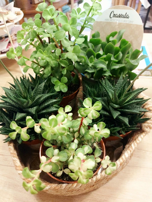 plantas para regalar en Madrid