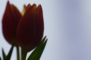 Funerariabarelles.com